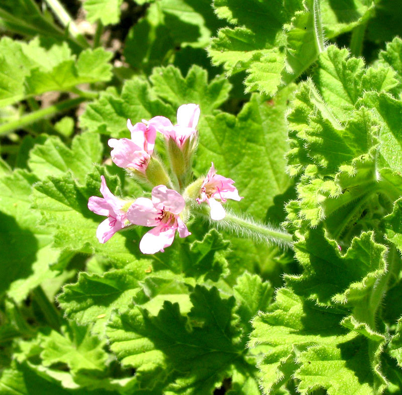 Essential Oil Rose Geranium 12ml